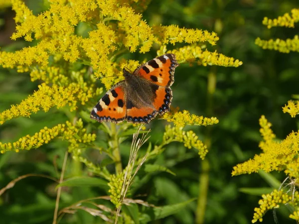 Pokrzywka Motyla Siedzi Kwiatach Letni Dzień Zbliżenie — Zdjęcie stockowe