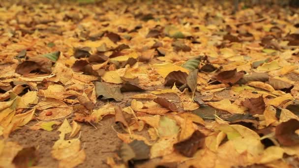 Желтые Опавшие Листья Крупным Планом Панорама Осенний Фон — стоковое видео