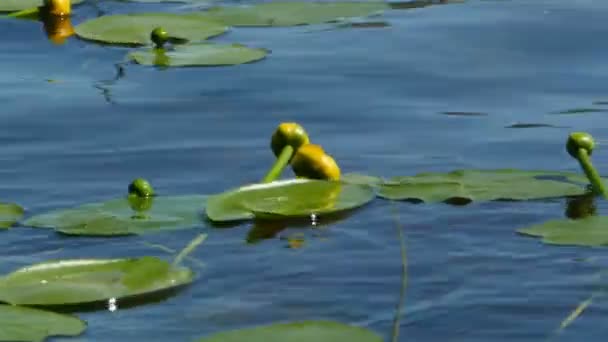 Wasserblumen Gelb Nuphar Lutea Auf Blauem Wasser Der Nähe Von — Stockvideo