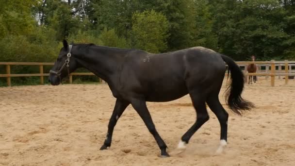 Black Horse Paddock Outdoors Tracking Shot — Stock Video