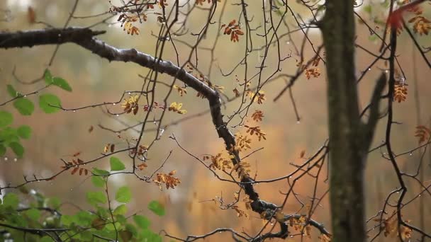 Regen Nat Herfstweer Kale Takken Voorgrond — Stockvideo