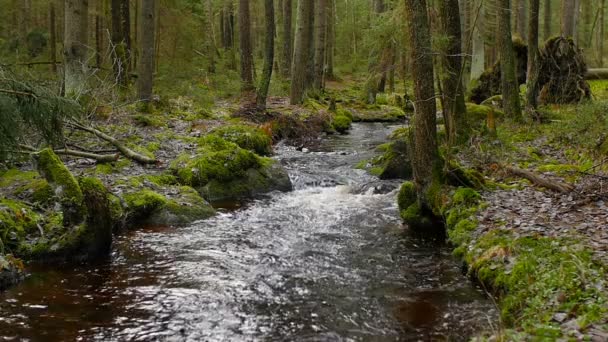 Rzeka Jesiennym Lesie Powolny Ruch — Wideo stockowe