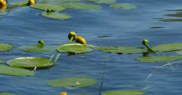 Blüten Gelber Nuphar Lutea Auf Blauem Wasser Der Nähe Von — Stockvideo