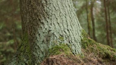 Dev bir asırlık meşe ağacı alçak açı, orman manzarası