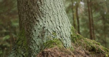 Dev bir asırlık meşe ağacı alçak açı, orman manzarası, bölüm bir.