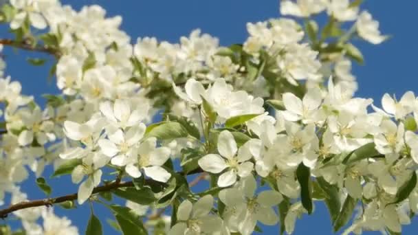 Många Vita Blommor Grenarna Äppelträdet Blommar Våren — Stockvideo