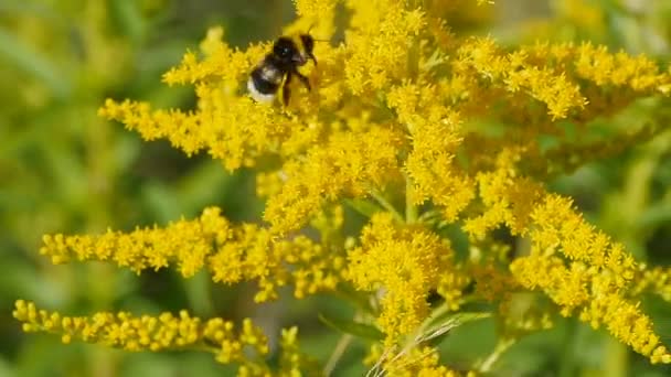 Striped Shaggy Bumblebee Yellow Flowers Close Tracking Shot — Stock Video