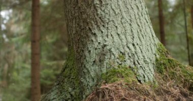 Dev bir asırlık meşe ağacı alçak açı, orman manzarası, ikinci bölüm. 