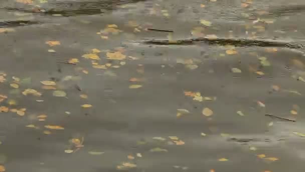 Regen Gevallen Bladeren Rivier Regenachtig Herfstweer — Stockvideo