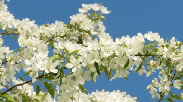 リンゴの枝に白い花を咲かせ — ストック動画