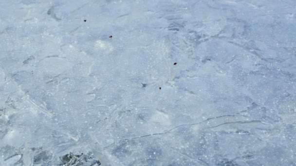 Beyaz Buz Soyut Arkaplan Hareket Halindeki Kamera — Stok video