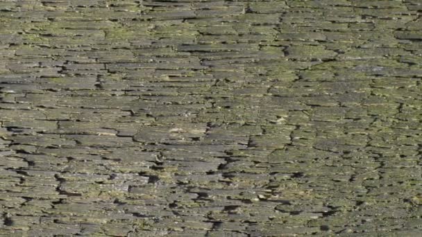 Rough Wood Texture Weathered Board Close Camera Motion — Stock Video