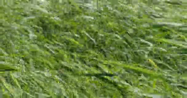 在草丛中的风 绿色背景 照相机在动 — 图库视频影像