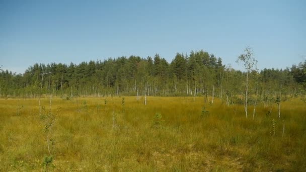 View Swamp Summer Panorama Sestroretsk Swamp National Park Russia Part — ストック動画