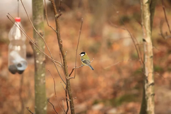 Tit pássaro senta-se em um ramo — Fotografia de Stock