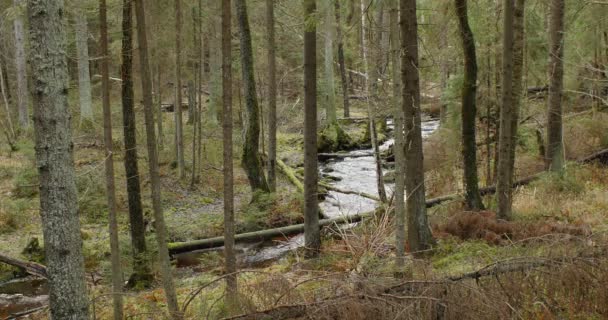 Лісовий Осінній Пейзаж Річкою Концепція Подорожей — стокове відео