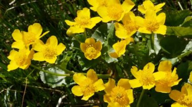 Sarı çiçekler kadife çiçeği. Yaklaş.
