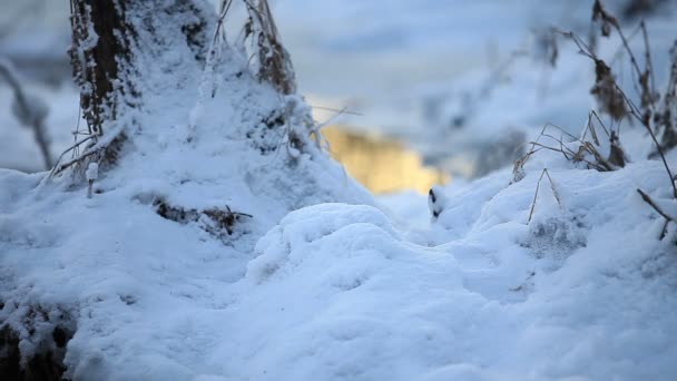 Salju Musim Dingin Dan Arus Kabur Mencerminkan Pengaturan Matahari Belakang — Stok Video
