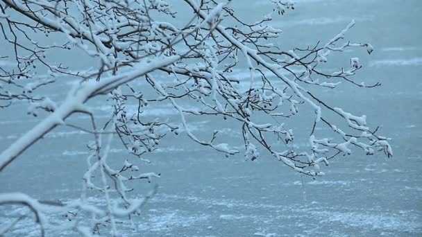 Neve Galhos Árvore Paisagem Inverno Queda Neve Natureza — Vídeo de Stock