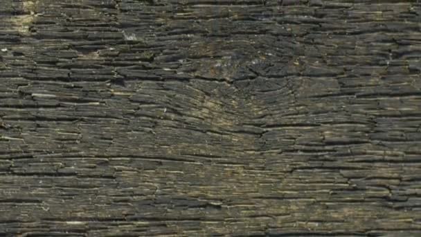 Weathered Wood Texture Close Camera Motion — ストック動画