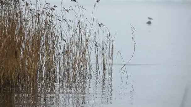 Nevoeiro Outono Lago Silhueta Borrada Pássaro — Vídeo de Stock