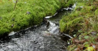 Yeşil yosunların arasında ilkbahar yaklaşıyor.