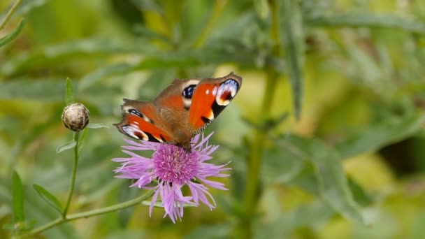 Mariposa Ojo Pavo Real Una Flor Cámara Lenta — Vídeo de stock