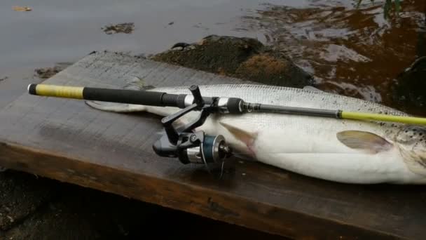 Gran Salmón Del Báltico Atrapado Girando Cerca Panorama — Vídeos de Stock