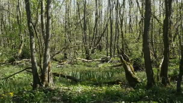 春天的森林长满了树木 全景斑斓 — 图库视频影像