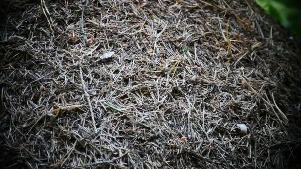 침엽수림 가까이에 커다란 개미집 — 비디오
