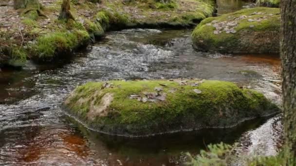 Brook Huge Boulders Covered Moss Panorama — Stock Video