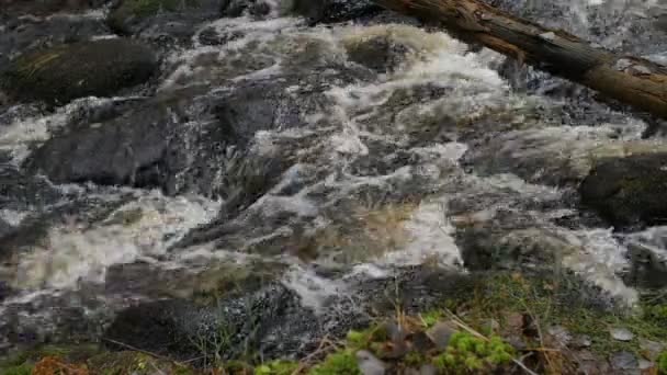 Górski Potok Przecinający Upadłe Drzewa Zwolniony Ruch — Wideo stockowe