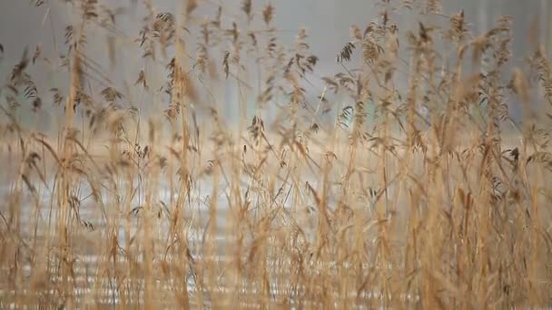 Niebla Densa Otoño Cañas Secas Fondo Borroso — Vídeos de Stock