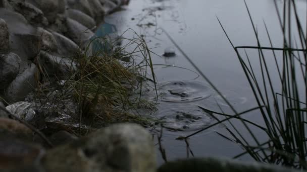 Grandes Gotas Lluvia Caen Sobre Superficie Del Agua Cámara Lenta — Vídeos de Stock