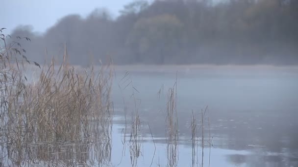 Weißer Nebel Über Dem Fluss Herbstliche Landschaft — Stockvideo