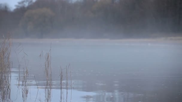 Dicker Weißer Nebel Über Dem Fluss — Stockvideo