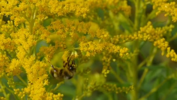 Grande Abelha Listrada Macia Nas Flores Amarelas Perto — Vídeo de Stock