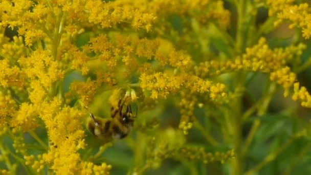 Gros Bourdon Rayé Moelleux Sur Les Fleurs Jaunes Près — Video