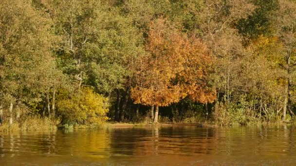 Rivier Gele Herfst Landschap Met Zonnestralen — Stockvideo