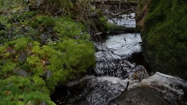 Ruscello Boschivo Acqua Limpida Muschio Verde Panorama Cascata — Video Stock