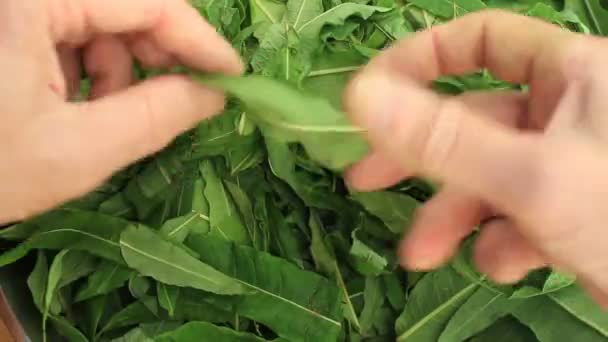 Person Sort Out Green Tea Leaves First Person View Loop — Stock Video