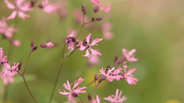 Flor Silvestre Ragged Robin Cerca Bucle — Vídeos de Stock