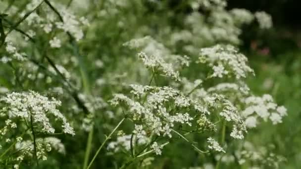 Blooming Thickets Conium Poisonous Plant — Stock Video