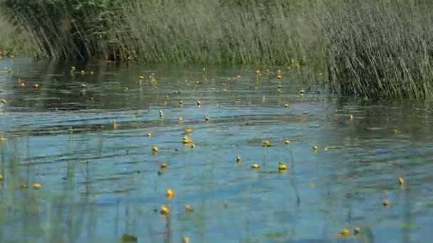 Widok Kwitnące Jezioro Porośnięte Trzcinami Wodą Nuphar Lutea — Wideo stockowe