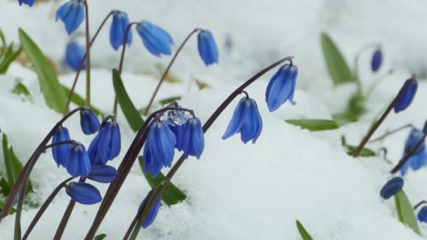 Scilla Flores Azules Bajo Nieve Blanca Primavera Cerca — Vídeo de stock