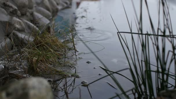 大きな雨が降り冬の初め氷に覆われた水がゆっくりと動き — ストック動画