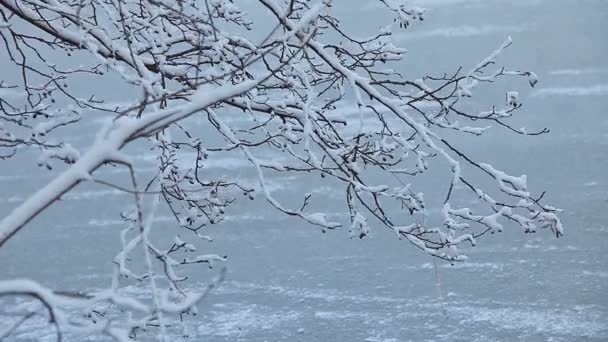 Paesaggio Invernale Fiume Ghiacciato Alberi Coperti Neve Bianca — Video Stock