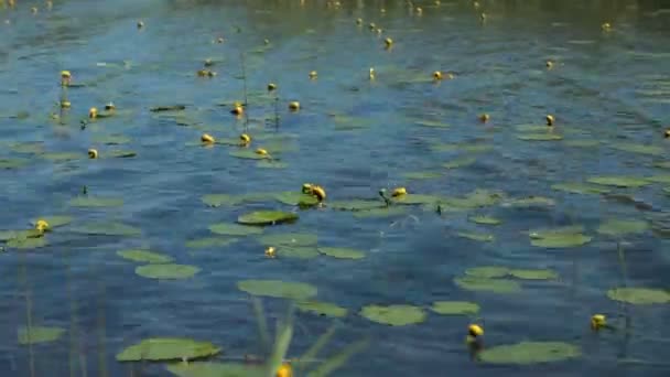 Цветущий Цветок Nuphar Lutea Разбросан Поверхности Воды — стоковое видео