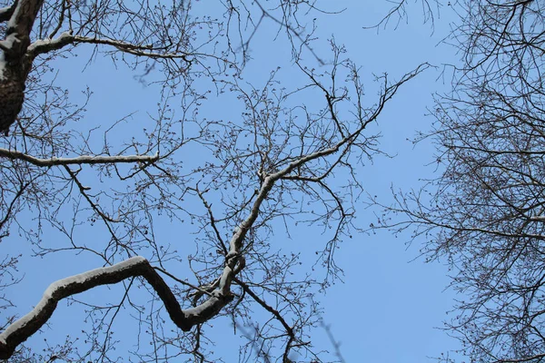 Ramos nus árvores de inverno — Fotografia de Stock