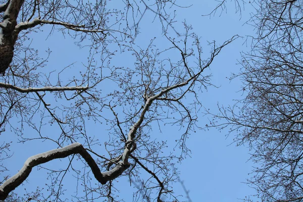 Bare takken winterbomen — Stockfoto